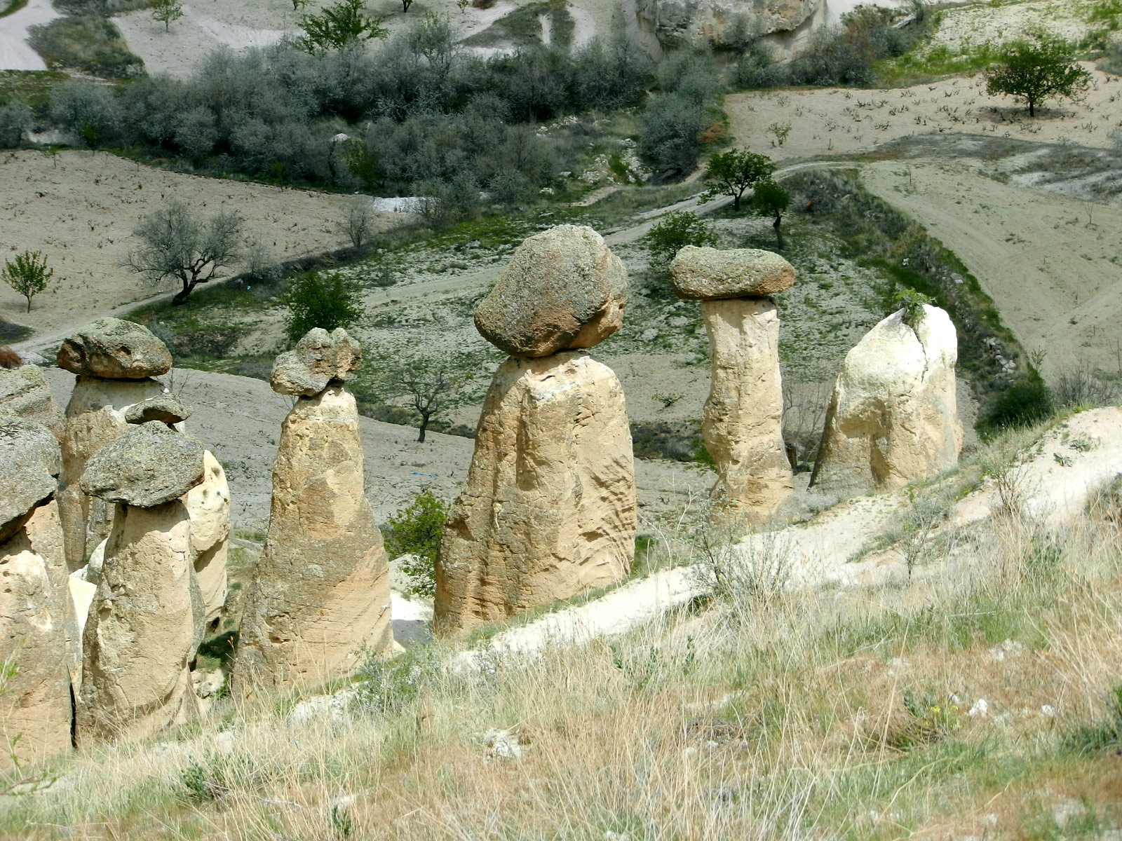 Cavusin